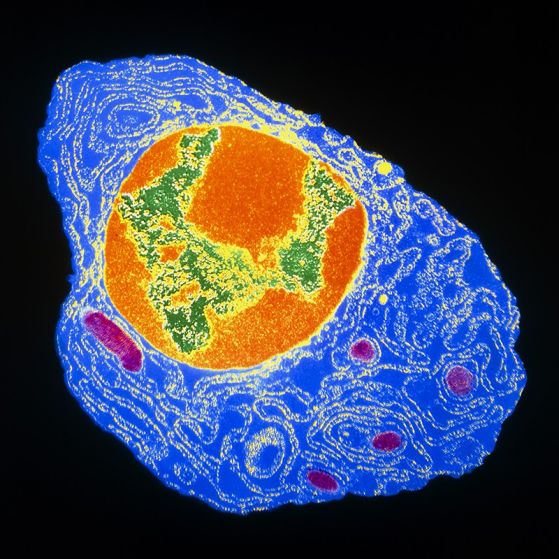 Голяма част от преболедувалите COVID-19 могат да образуват антитела през целия си живот