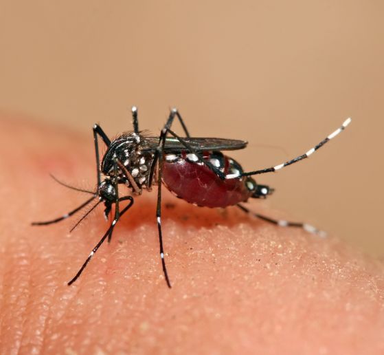 Американската армия си прави генетични експерименти с комари