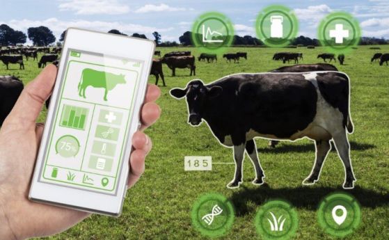 Има ли смарт крави или как IoT променя земеделието и животновъдството