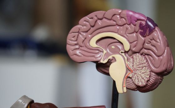 Neuralink получи разрешение за клинични тестове на мозъчните си импланти