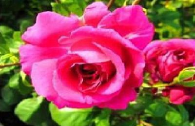 Рекламираме лютеница и конфитюр от рози в Европа