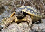 Чехи объркаха костенурка с извънземно