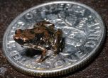 7,7-милиметрова жаба е най-дребното гръбначно животно