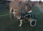 Приют за инвалидизирани животни се нуждае от  спешна помощ