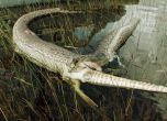САЩ забраниха змии, поглъщащи елени и крокодили