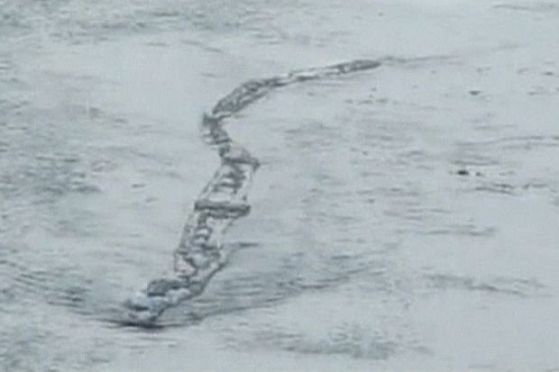 Исландско чудовище се появи в река