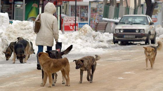 Кучета нахапаха бременна в парк в София