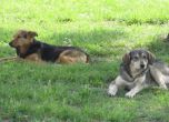 Историята за Мила, кучето с отрязани лапи, трогна цяла България