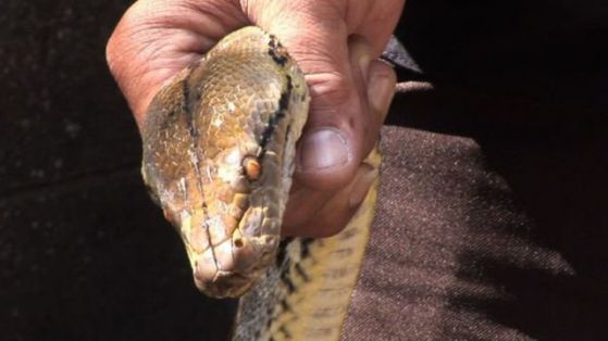 Българин внася незаконно змии и други влечуги. Снимка: БГНЕС