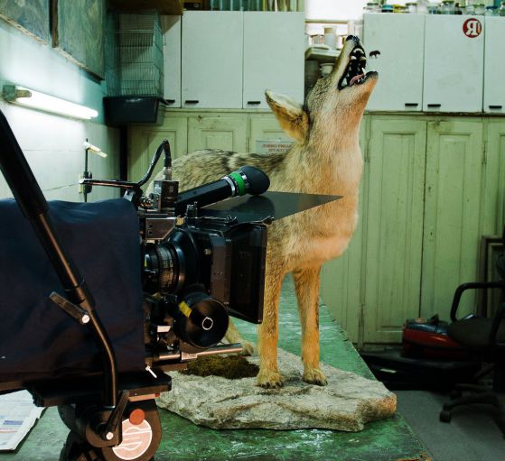 Койотът в стаята на Симеончо