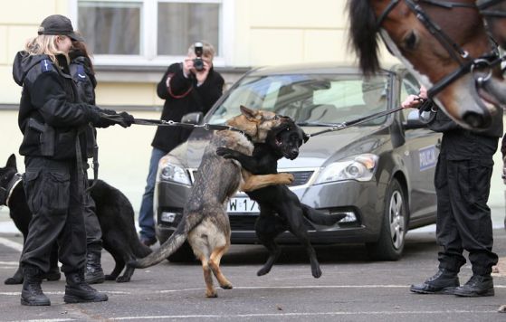Израелец ухапа полицейско куче, Снимка: ЕРА/БГНЕС
