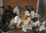 Евтаназия за кучетата от „Малинова долина“
