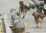Бездомни кучета нападат агресивно в Силистра. Снимка: БУЛФОТО