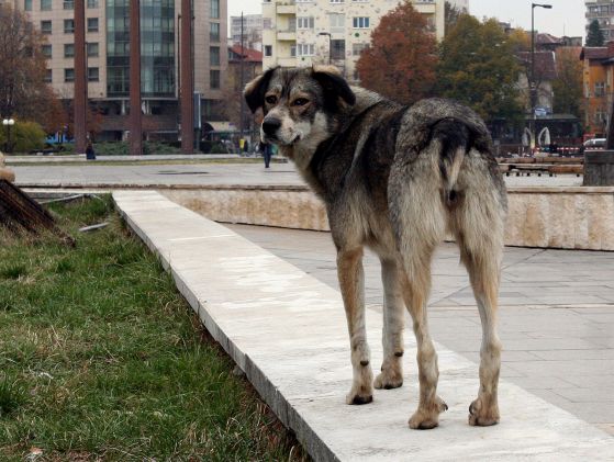 Бездомно куче в центъра на София. Снимка: Сергей Антонов
