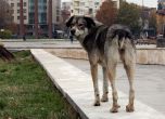Бездомно куче в центъра на София. Снимка: Сергей Антонов
