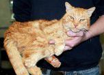 Котка-беглец се завърна вкъщи след 15 години