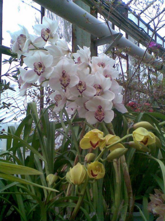 Ботаническата градина на БАН с „вход свободен” на Цветница