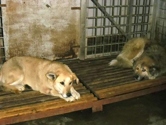 Драма в Сеславци - виновните кучета ли избиват
