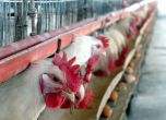 България заплашена със съд заради нещастните кокошки