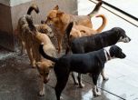 Евтаназия за бездомните кучета в София
