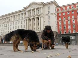 Нов приют за бездомни кучета в Благоевград 