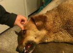 Петото намерено в "Сухата река" отровено куче в последните опити да бъде спасено в клиника. Снимка: Фейсбук