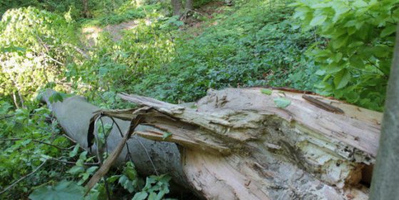 В столичния Южен парк падна топола. Пострадали няма. Снимка: БГНЕС