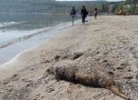 Изхвърленото на варненския плаж тяло на делфинчето. Снимка: БГНЕС
