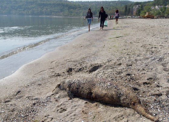 Морето изхвърли убито делфинче край Варна