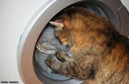 Котка оцеля, след като бе изпрана в пералня