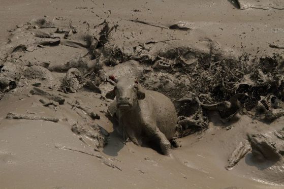 EPA публикува уникална снимка на крава, която се бори за живота си в залятия от кал град Пкхара в Непал