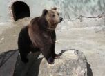 Освен животни в зоопарка в София вече може да се види и прабългарска юрта. Снимка: БГНЕС