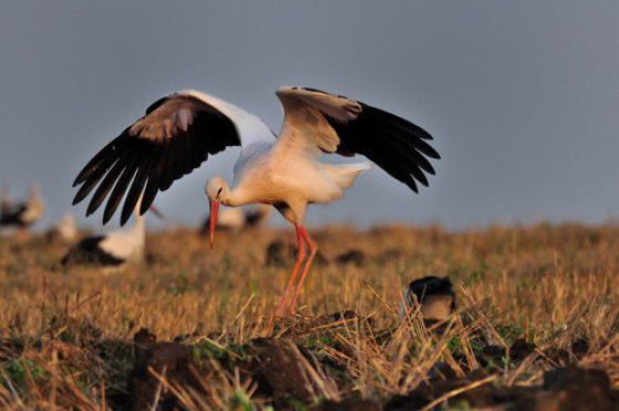 Бял щъркел. Снимка: birdsinbulgaria.org