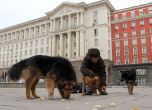 3 млн. лв. на вятъра в борбата с бездомните кучета в София