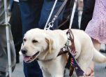 guide-dog-for-the-blind
