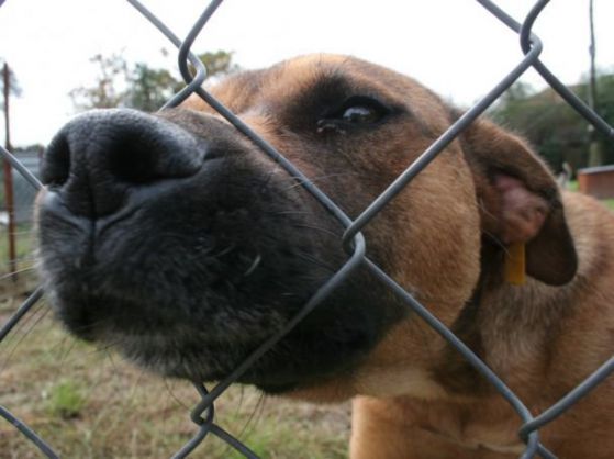 Агресивно бездомно куче в Дупница все още е на свобода. Снимка: БГНЕС