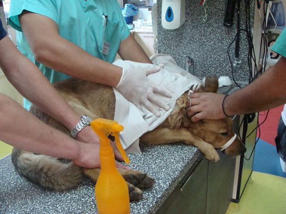 Кучето-пазач Петър, залято с киселина. Снимка: Animal Rescue Sofia