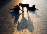 „Бонбонки“ изтребват кучета и застрашават деца