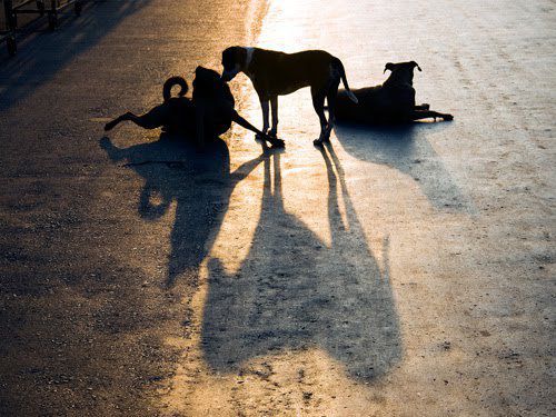 "Екоравновесие" търси опасните кучета в Редута