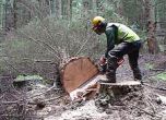 Спирането на горските сделки ще е далеч по-евтино от прогнозираното от Найденов