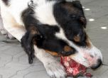 Хората от "Изток" принудени да тровят бездомни кучета 