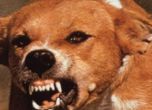 Кучета убиха жена в Симитли