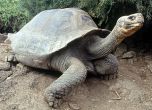 Умря последната гигантска слонска костенурка в света