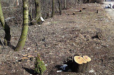 Опасни дървета в Борисовата градина, Снимка: БГНЕС, Архив