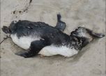 Стотици мъртви пингвини в Бразилия