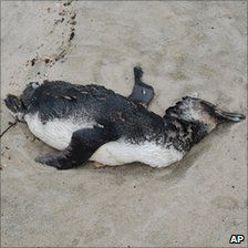 Стотици мъртви пингвини по бреговете на Бразилия, Снимка: АР