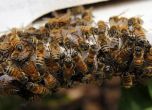 Пчели, Снимка: Reuters, Архив