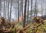 Пожар в боровата гора край Стара Загора