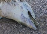 Два мъртви делфина изплуваха във Варна