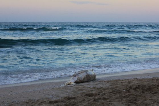 Морето изхвърли пореден мъртъв делфин (снимки)